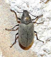 Bothrotes canaliculatus