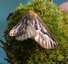 Caripeta piniata