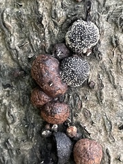 Hypoxylon fragiforme