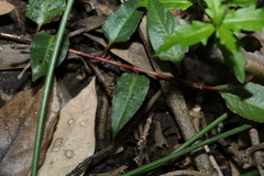 Persicaria strigosa