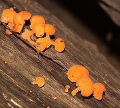Favolaschia claudopus