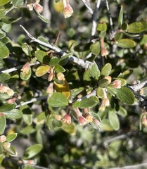 Rhamnaceae