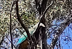 Ptilinopus magnificus