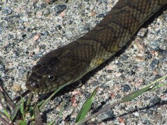 Nerodia sipedon sipedon