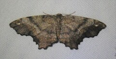 Hypagyrtis