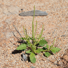 Dysphania rhadinostachya