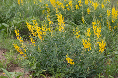 Crotalaria dissitiflora