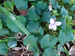 Viola alba
