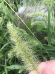 Setaria viridis