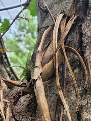Tillandsia balbisiana