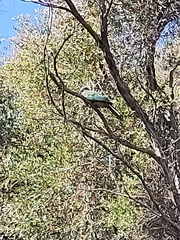 Ptilinopus magnificus