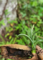 Tillandsia balbisiana