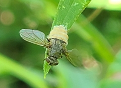 Entomophthora muscae