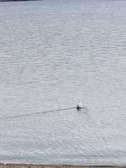 Larus delawarensis