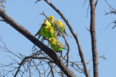 Melopsittacus undulatus