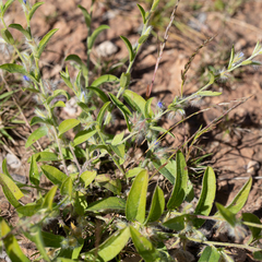 Evolvulus alsinoides