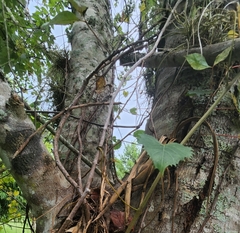 Tillandsia balbisiana