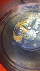 Gecarcinus lateralis