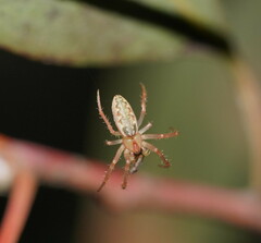 Araneus talipedatus