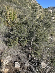 Rhamnaceae