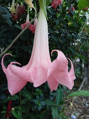 Brugmansia