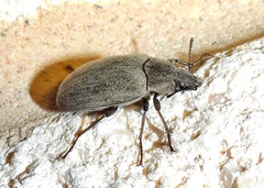 Bothrotes canaliculatus