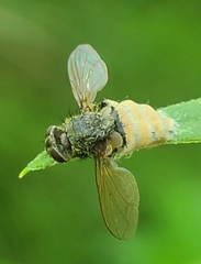 Entomophthora muscae