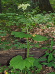 Arnoglossum reniforme