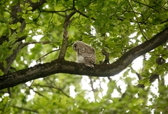 Strix uralensis