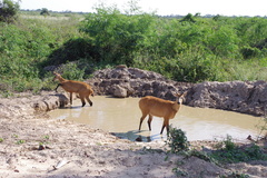 Blastocerus dichotomus