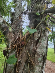Tillandsia balbisiana
