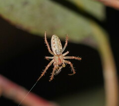 Araneus talipedatus
