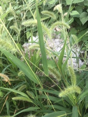 Setaria viridis