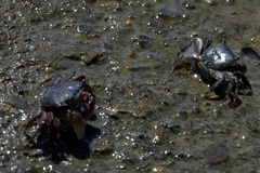 Pachygrapsus crassipes