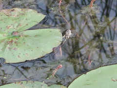 Deirochelyinae