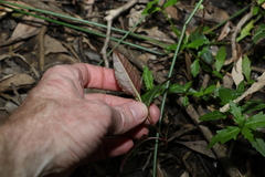 Persicaria strigosa