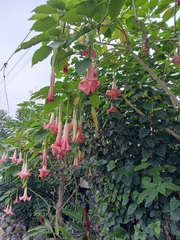 Brugmansia