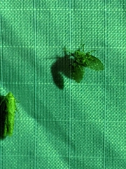 Psychodinae