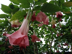 Brugmansia