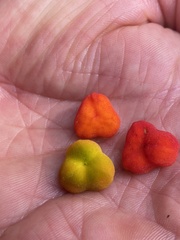 Prosartes trachycarpa