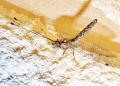 Ululodes macleayanus