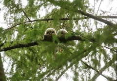 Strix uralensis