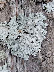 Myelochroa aurulenta