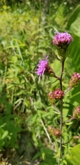 Liatris scariosa