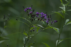 Vernonia gigantea