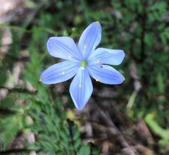 Chamaescilla corymbosa