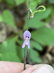 Hylodesmum nudiflorum