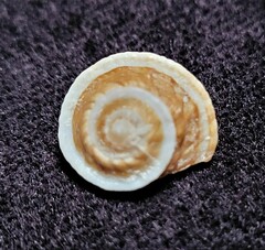 Trochomodulus calusa