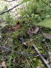 Xylophanes falco