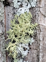 Evernia mesomorpha